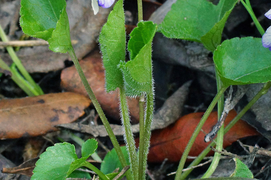 Viola alba ssp. dehnhardtii var. bianca?